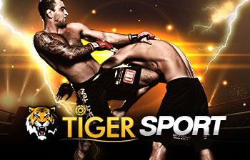 แทงมวยออนไลน์ tiger sport